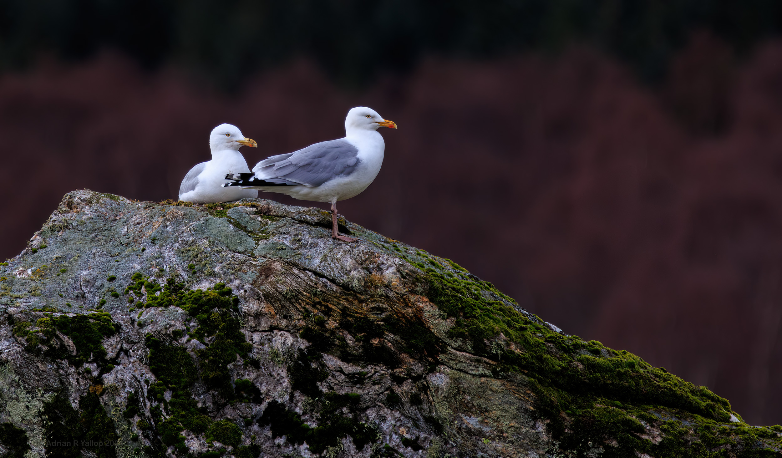 Larus argentatus